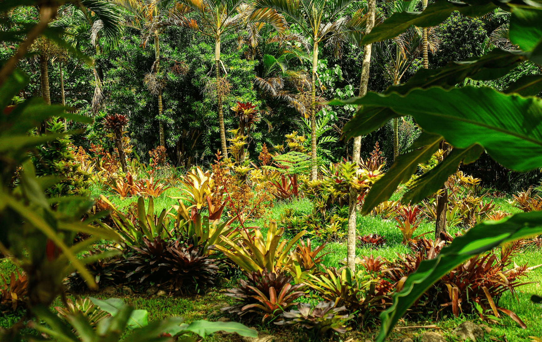 A healthy forest thrives because of interconnection: roots, mycelium networks, and the full picture of interconnectivity.
