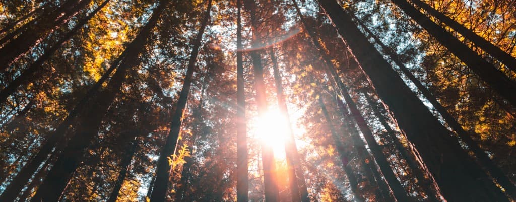 Low-angle view looking up at towering forest trees with warm golden sunlight filtering through the dense canopy